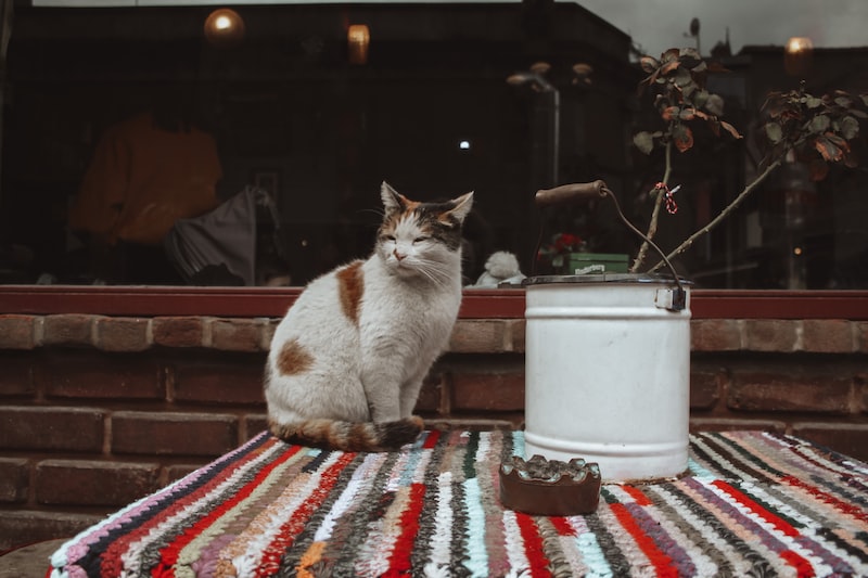 Eski Fotoğrafçılık Tekniklerinin Modern Yorumları Eski Fotoğrafçılık Tekniklerinin Modern Yorumları